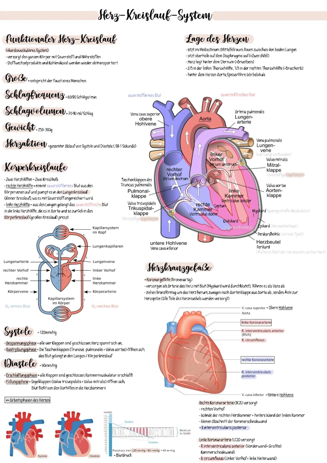 Herz-Kreislauf-System einfach erklärt + Arteriosklerose: Symptome, Ursachen und Therapie