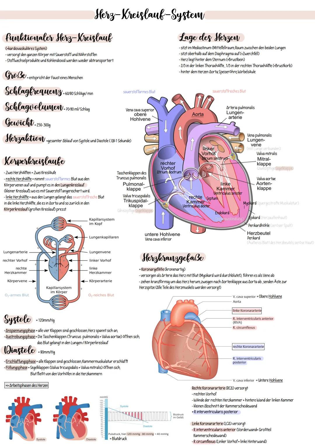 funktionaler Herz-Kreislauf
(-kardiovaskuläres System)
- versorgt den ganzen Körper mit Sauerstoff und Nährstoffen
-Stoffwechselprodukte und
