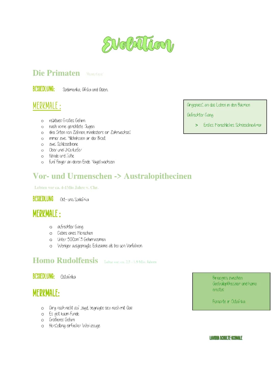 Evolution des Menschen 