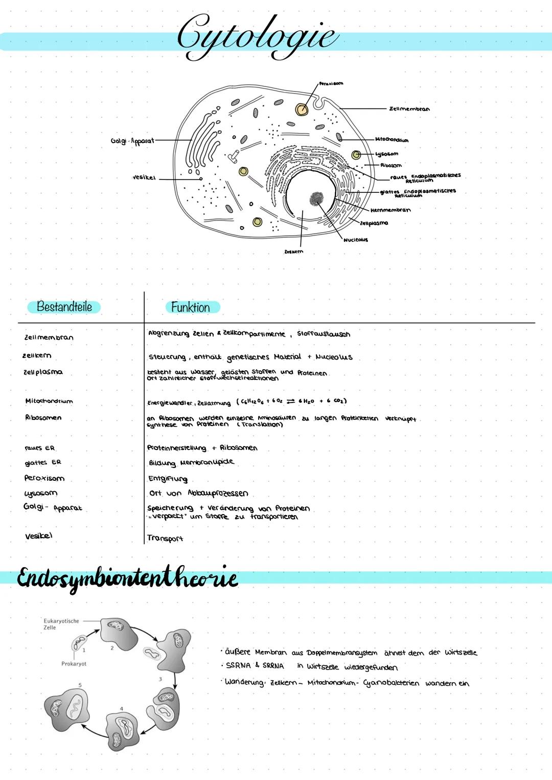 Bestandteile
Zellmembran
zellkern
Zell plasma
Mitochondrium
Ribosomen
raues ER
glattes ER
Peroxisom
uy socom
Golgi- Apparat
Vesikel
Eukaryot