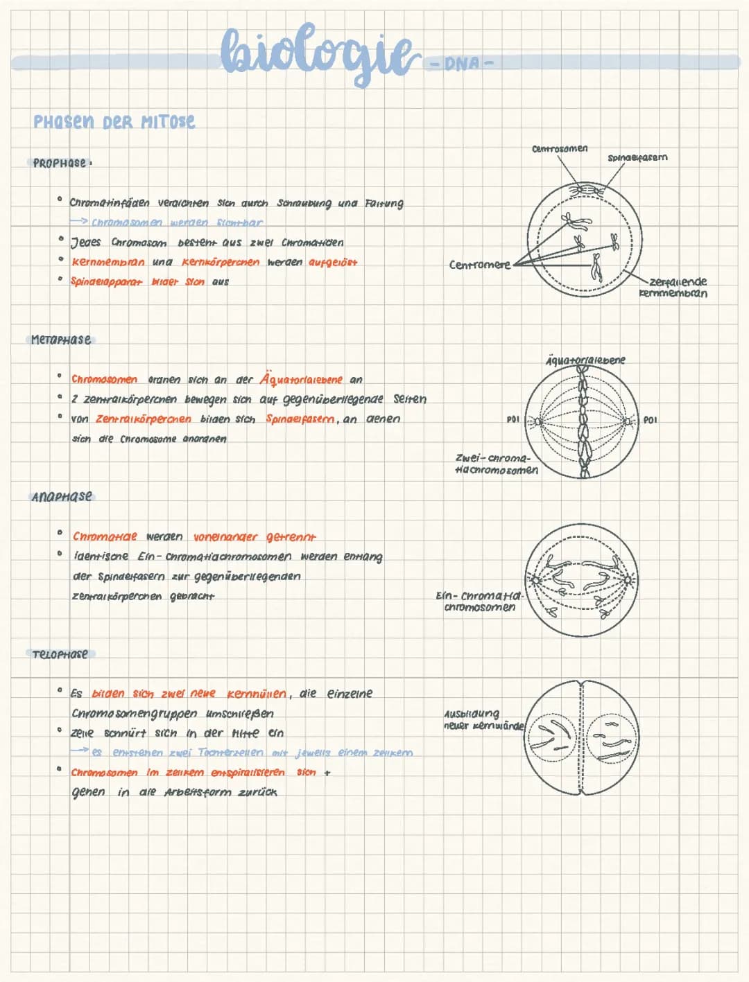 Biologie -DNA- (Mitose etc.)