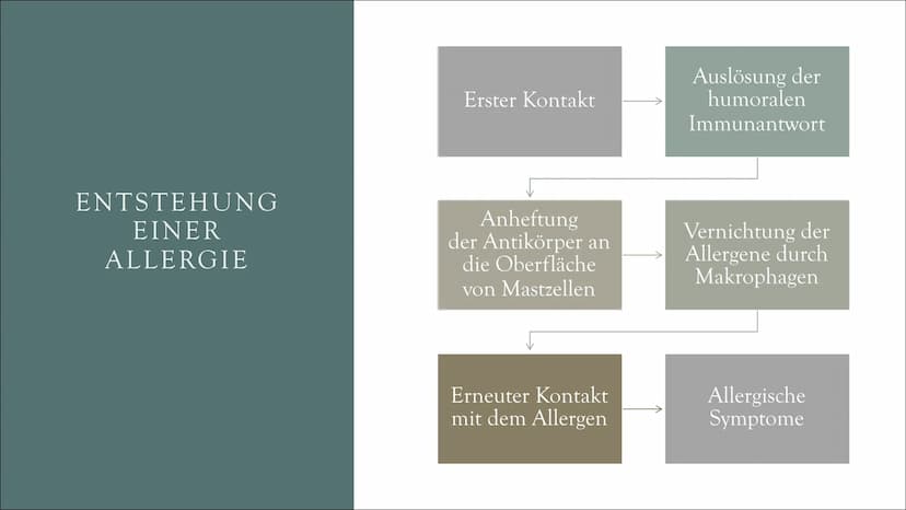 ALLERGIE • Definition & Grundlagen
●
Entstehung einer Allergie
Arten einer Allergie
Häufige Symptome
Beispiele der Symptome
Diagnose & Test
