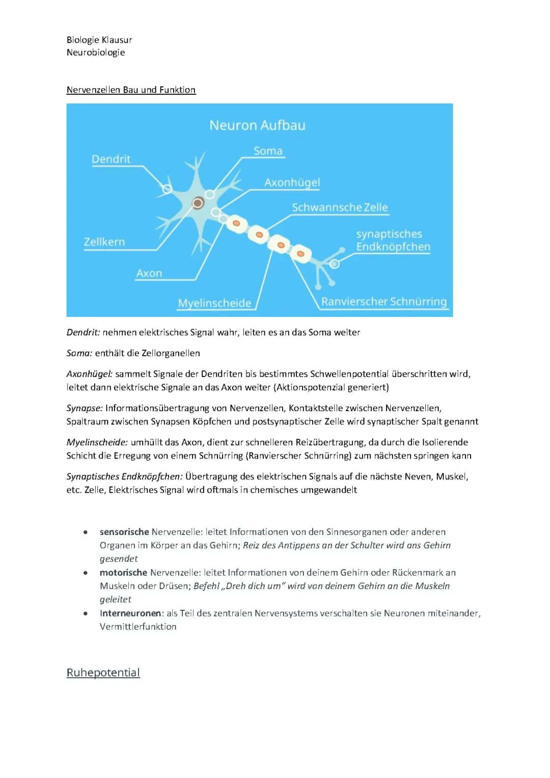 Neurobiologie Gk BW
