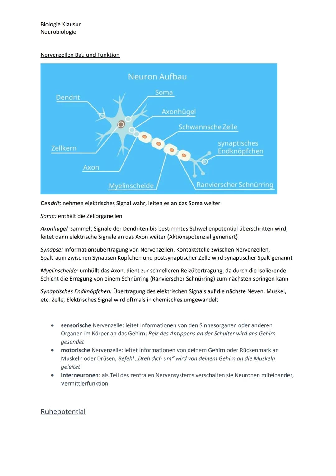 Biologie Klausur
Neurobiologie
Nervenzellen Bau und Funktion
Dendrit
Zellkern
Axon
Neuron Aufbau
Myelinscheide
Soma
Axonhügel
Ruhepotential
