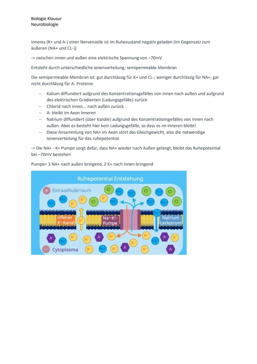 Biologie Klausur
Neurobiologie
Nervenzellen Bau und Funktion
Dendrit
Zellkern
Axon
Neuron Aufbau
Myelinscheide
Soma
Axonhügel
Ruhepotential

