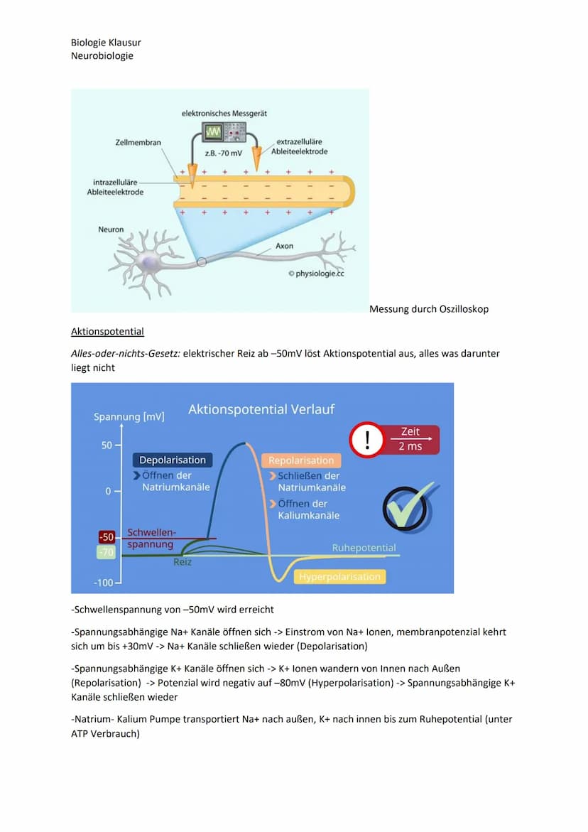 Biologie Klausur
Neurobiologie
Nervenzellen Bau und Funktion
Dendrit
Zellkern
Axon
Neuron Aufbau
Myelinscheide
Soma
Axonhügel
Ruhepotential
