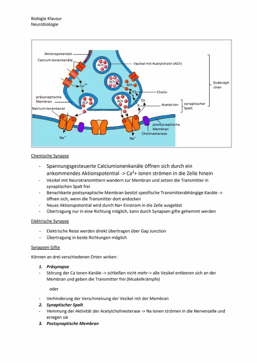 Biologie Klausur
Neurobiologie
Nervenzellen Bau und Funktion
Dendrit
Zellkern
Axon
Neuron Aufbau
Myelinscheide
Soma
Axonhügel
Ruhepotential
