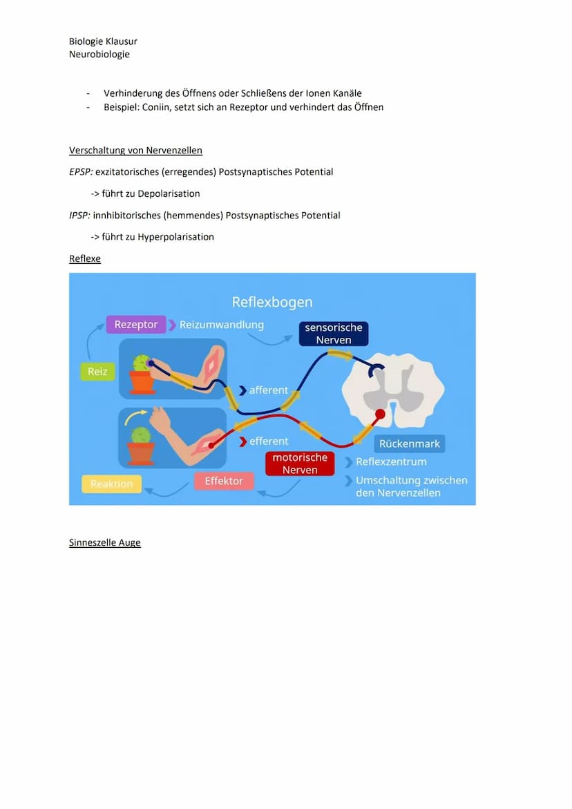 Biologie Klausur
Neurobiologie
Nervenzellen Bau und Funktion
Dendrit
Zellkern
Axon
Neuron Aufbau
Myelinscheide
Soma
Axonhügel
Ruhepotential
