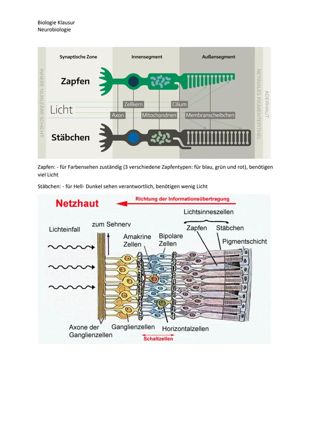 Biologie Klausur
Neurobiologie
Nervenzellen Bau und Funktion
Dendrit
Zellkern
Axon
Neuron Aufbau
Myelinscheide
Soma
Axonhügel
Ruhepotential
