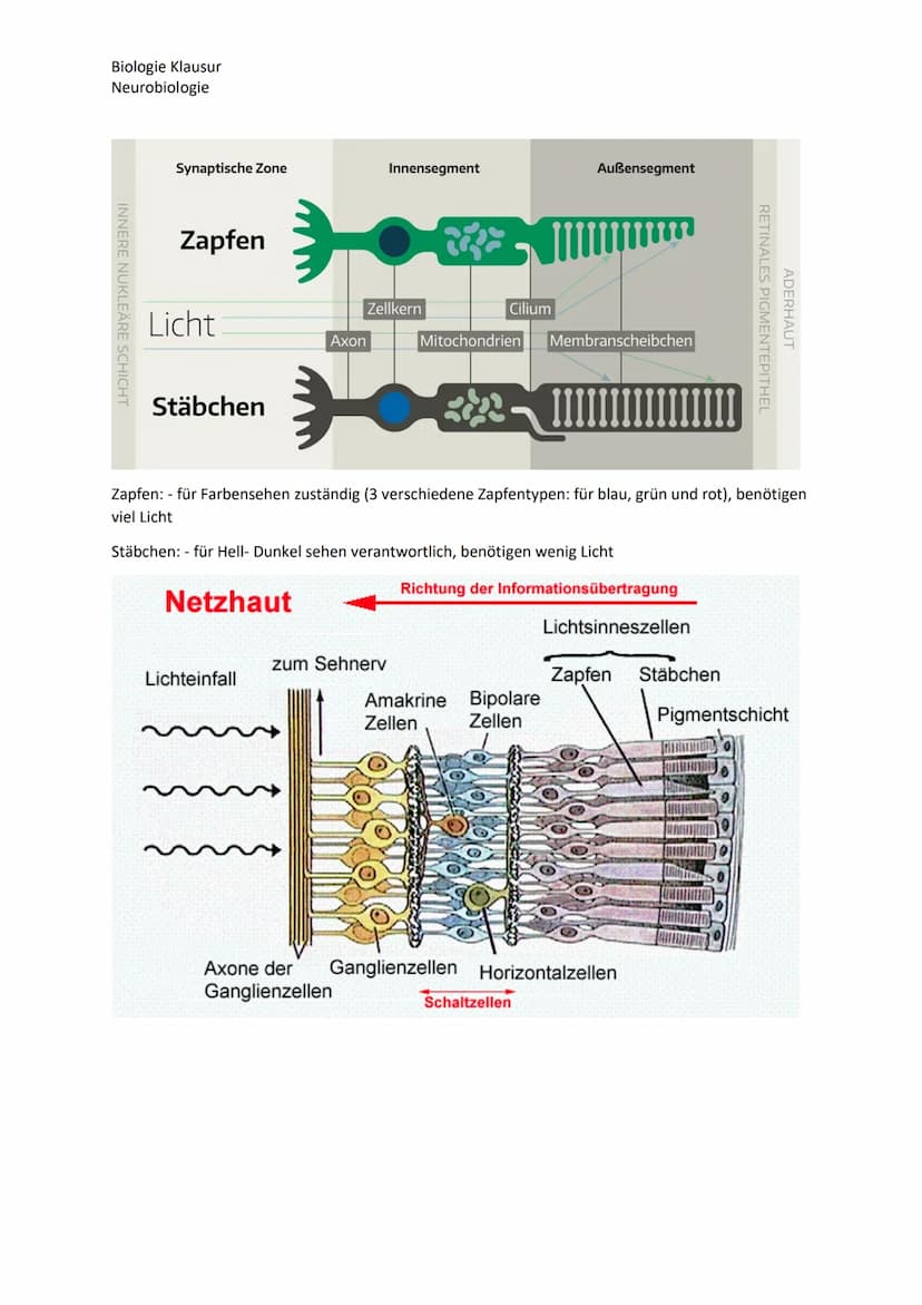 Biologie Klausur
Neurobiologie
Nervenzellen Bau und Funktion
Dendrit
Zellkern
Axon
Neuron Aufbau
Myelinscheide
Soma
Axonhügel
Ruhepotential
