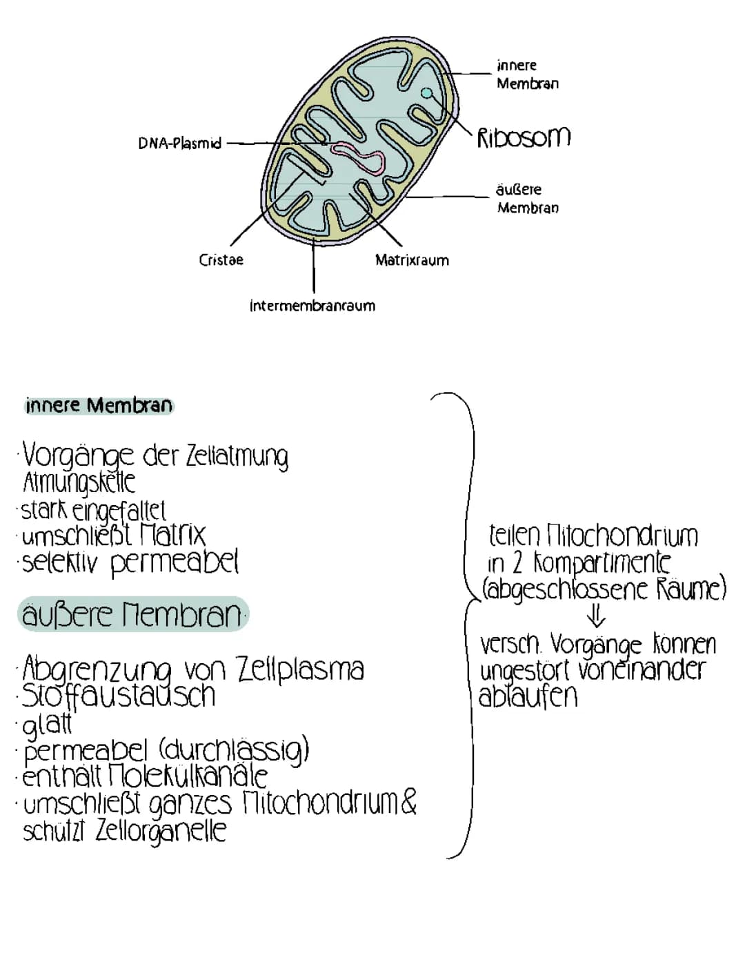 Mitochondrium