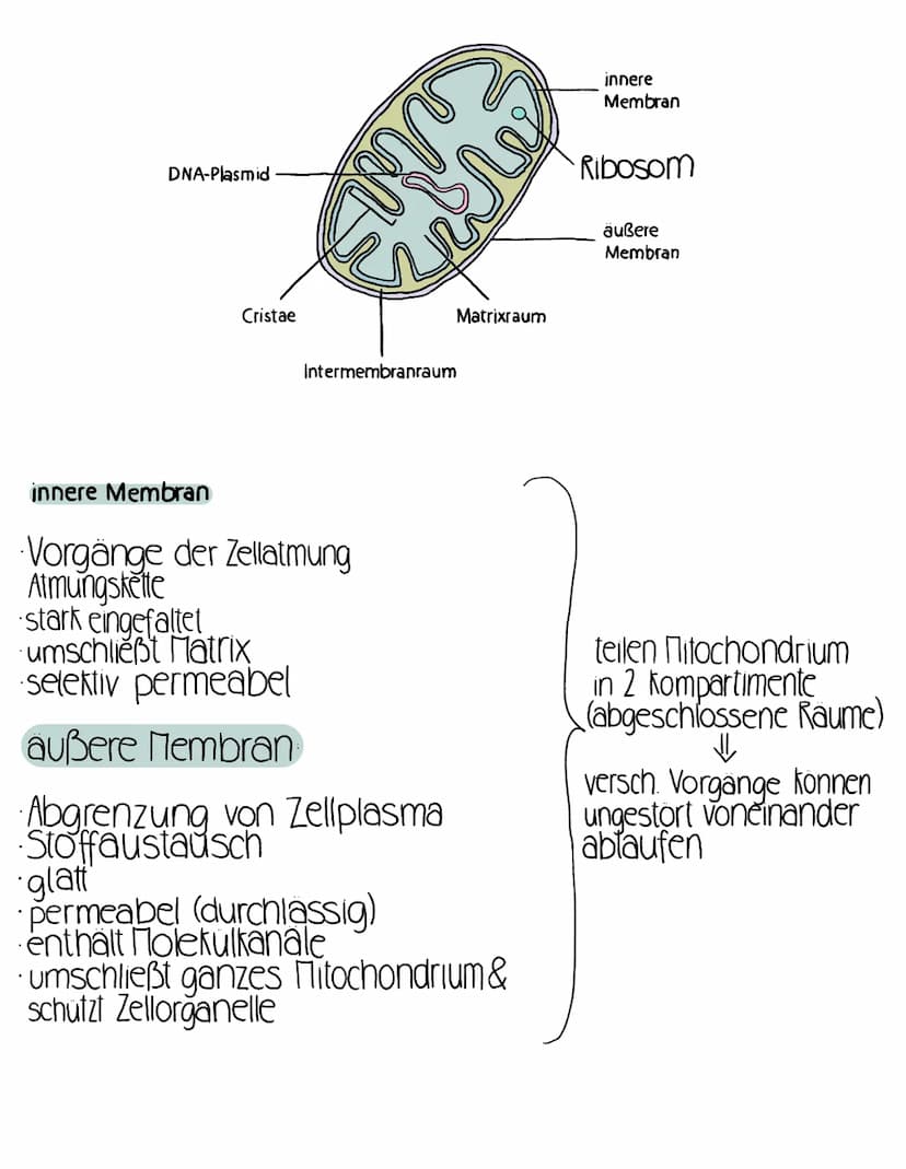 Innenmembranraum
Vorgänge der Zellatmung/Almungskette
zw. den Membranen
Christae
Bestandteile Zellatmung
1.Citratzyklus (Matrix)
L>Energie f