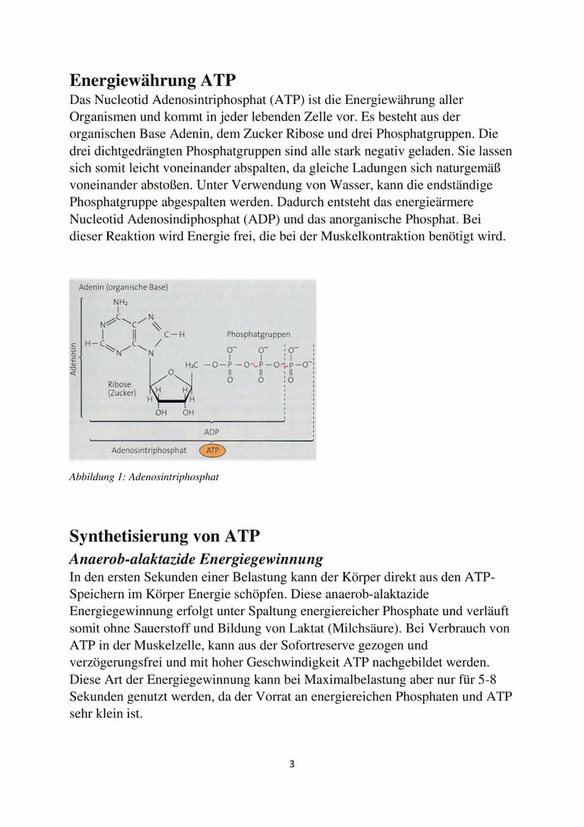 Energiegewinnung in der
Muskelzelle
GFS
Biologie Inhaltsverzeichnis
Einleitung.....
Energiewährung ATP
Synthetisierung von ATP.
Anaerob-alak