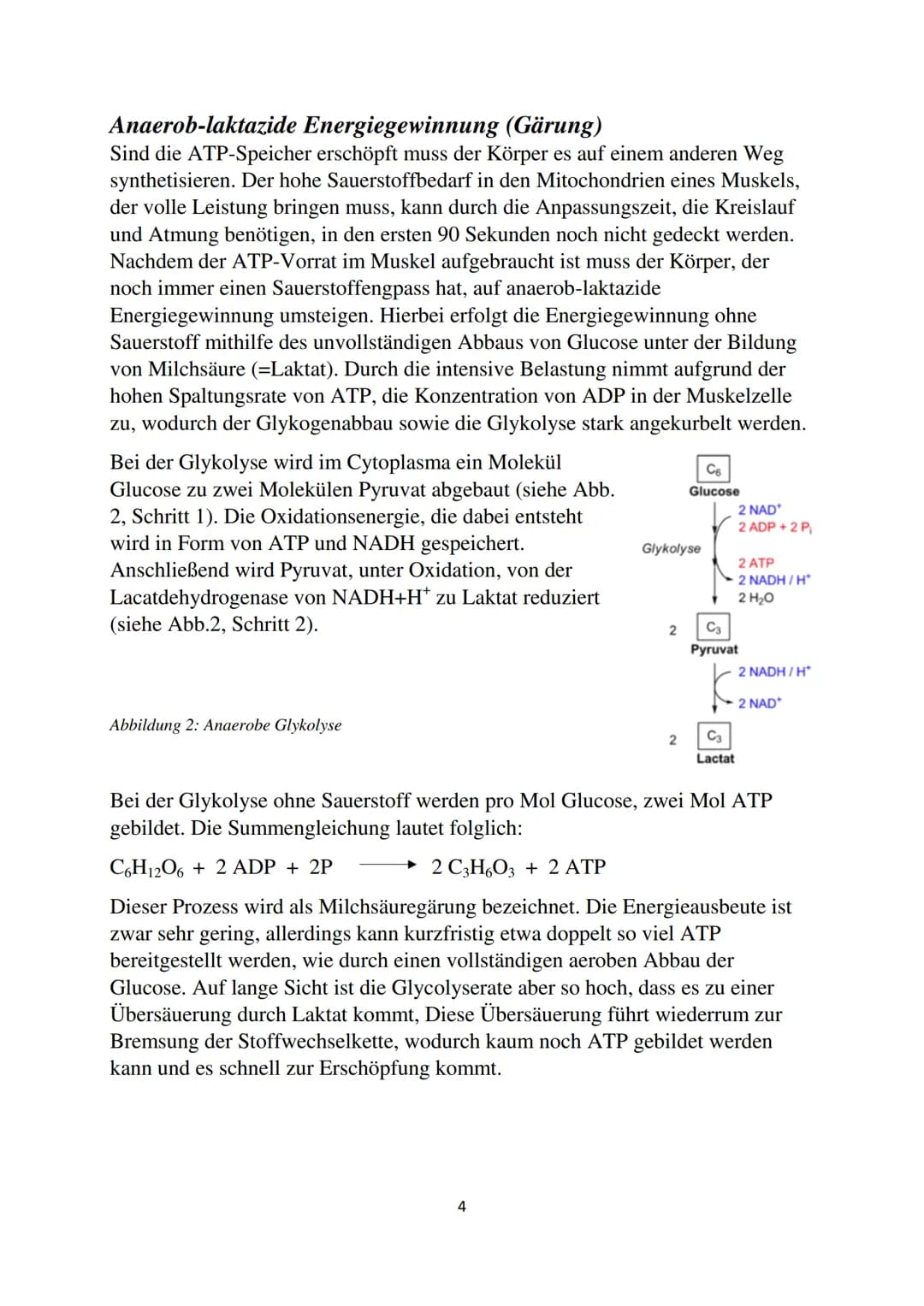 Energiegewinnung in der
Muskelzelle
GFS
Biologie Inhaltsverzeichnis
Einleitung.....
Energiewährung ATP
Synthetisierung von ATP.
Anaerob-alak