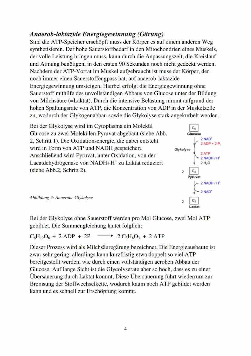 Energiegewinnung in der
Muskelzelle
GFS
Biologie Inhaltsverzeichnis
Einleitung.....
Energiewährung ATP
Synthetisierung von ATP.
Anaerob-alak