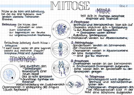 Know Mitose thumbnail