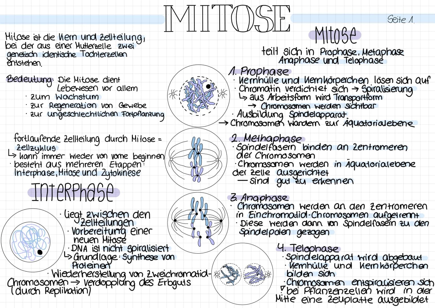 Mitose ist die Kern und Zellteilung,
bei der aus einer Mutterzelle zwei
genetisch identische Tochterzellen
entstehen.
Bedeutung: Die Mitose 