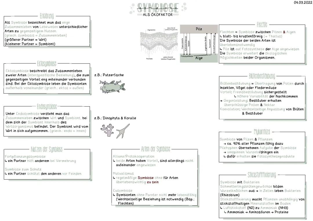Symbiose 