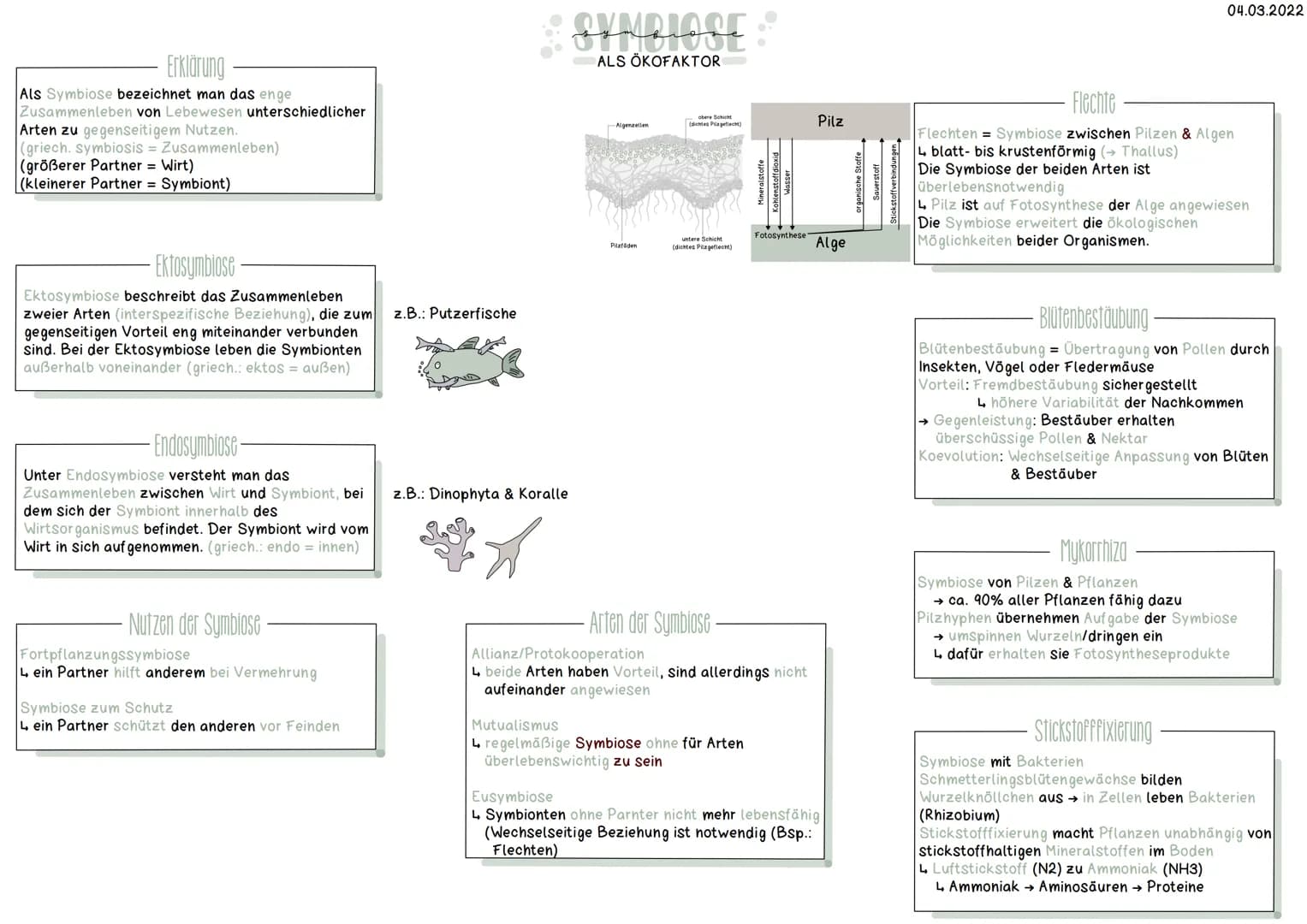 Erklärung
Als Symbiose bezeichnet man das enge
Zusammenleben von Lebewesen unterschiedlicher
Arten zu gegenseitigem Nutzen.
(griech. symbios