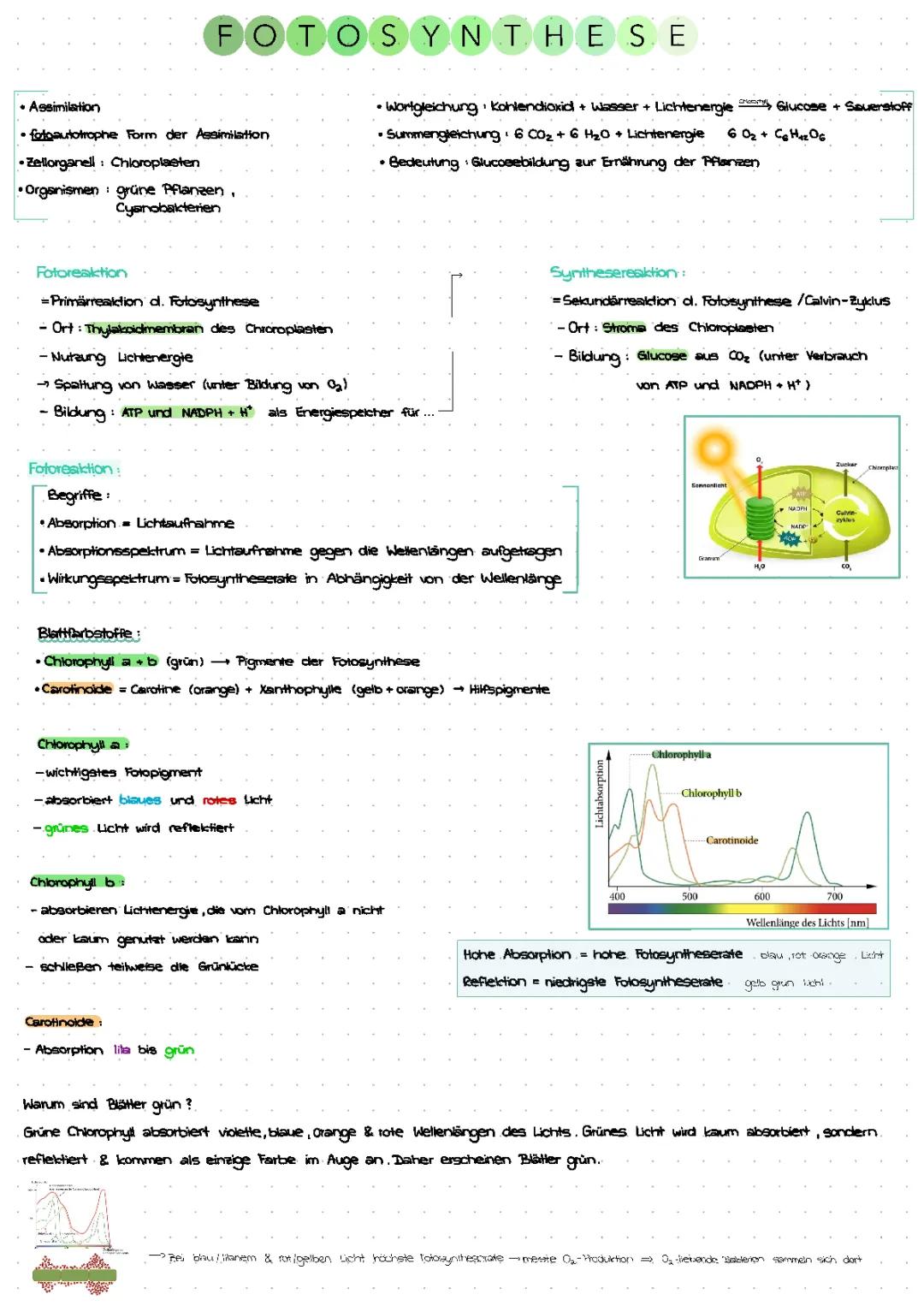 Fotosynthese 