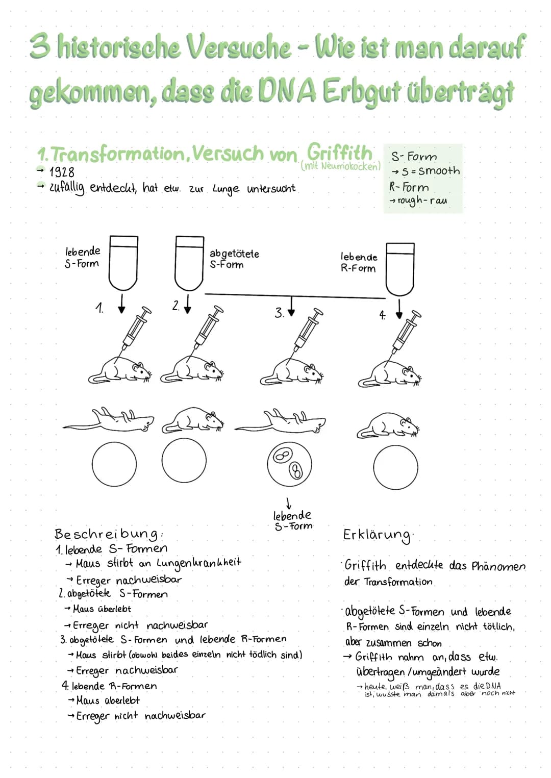 3 historische Versuche - Wie ist man darauf
gekommen, dass die DNA Erbgut überträgt
1. Transformation, Versuch von Griffith
(mit Neumokocken