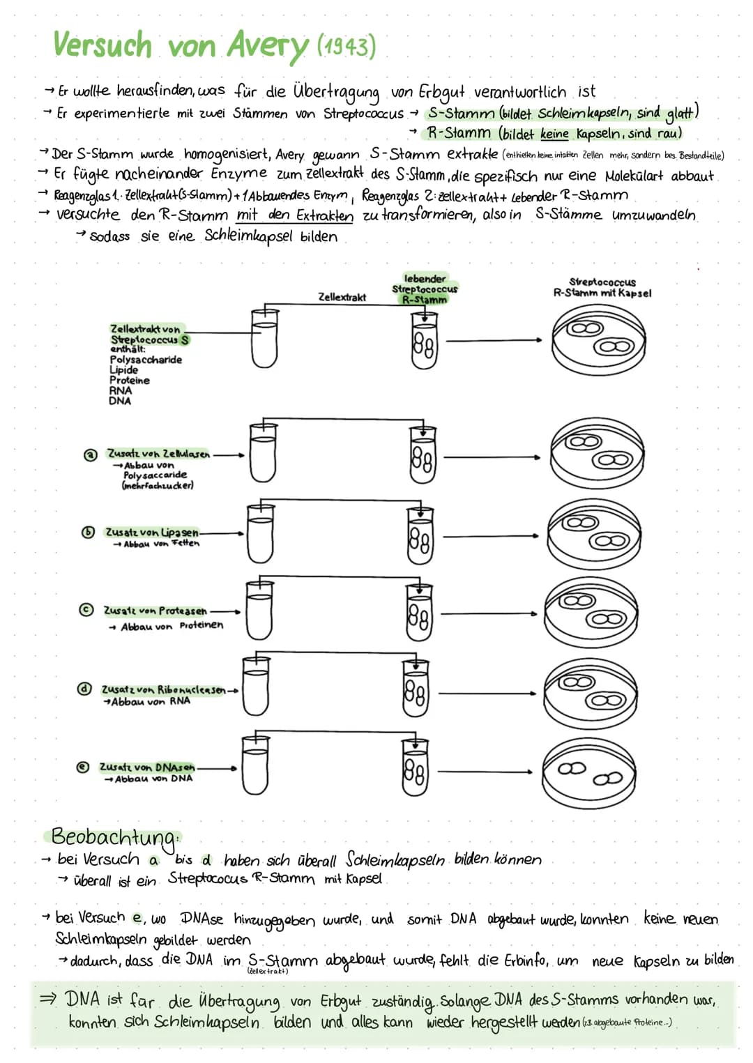 3 historische Versuche - Wie ist man darauf
gekommen, dass die DNA Erbgut überträgt
1. Transformation, Versuch von Griffith
(mit Neumokocken