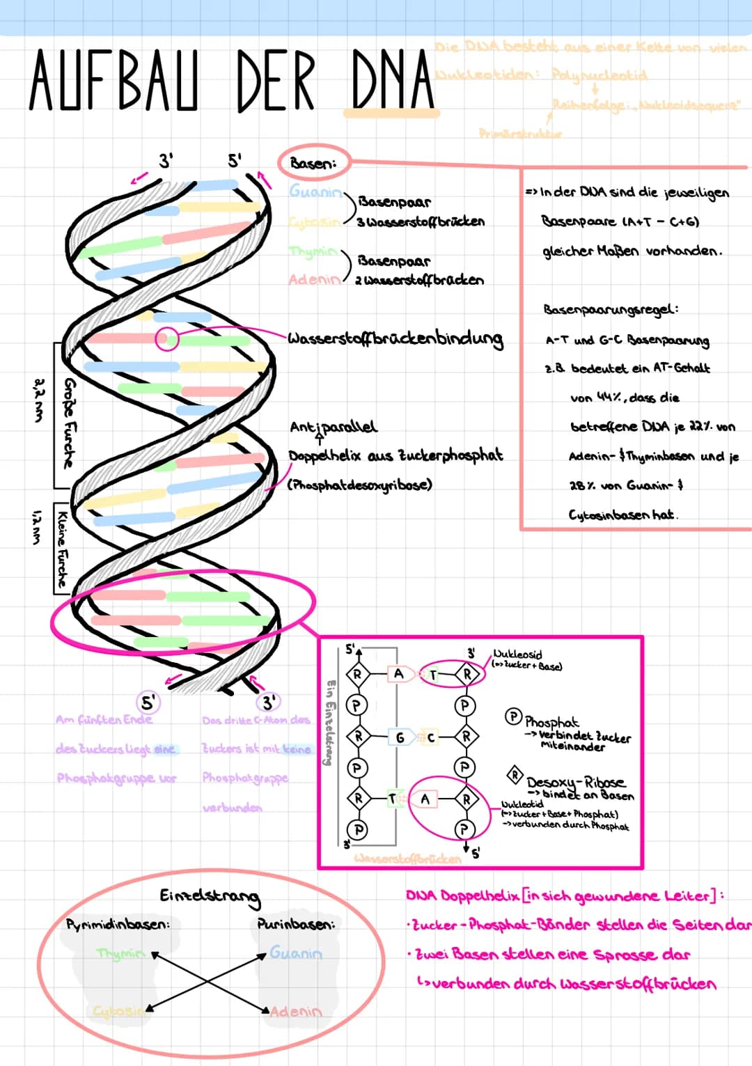 GENETISCHES SYSTEM DER
EUKARYOTEN
Transkription
Translation
Posttranslationale
Modifikation der
Polypeptide
Prokaryoten
Im Cytoplasma
Synthe