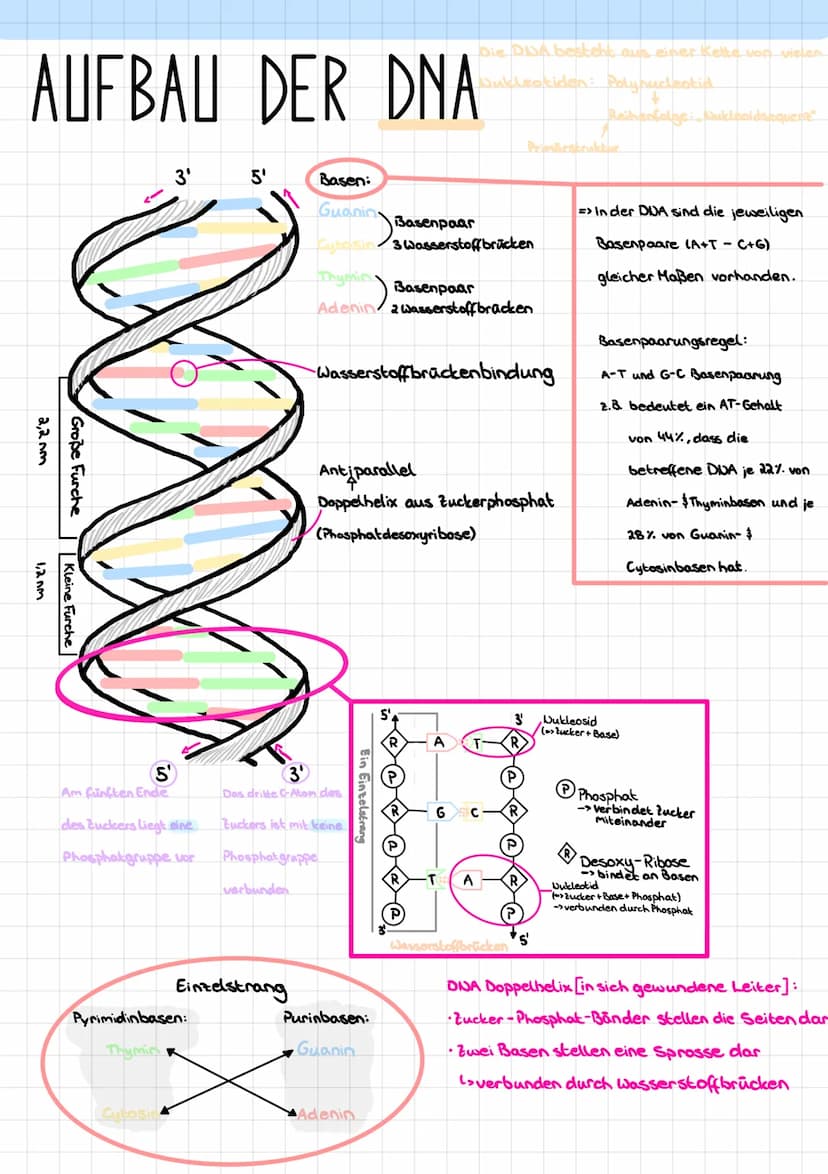 GENETISCHES SYSTEM DER
EUKARYOTEN
Transkription
Translation
Posttranslationale
Modifikation der
Polypeptide
Prokaryoten
Im Cytoplasma
Synthe