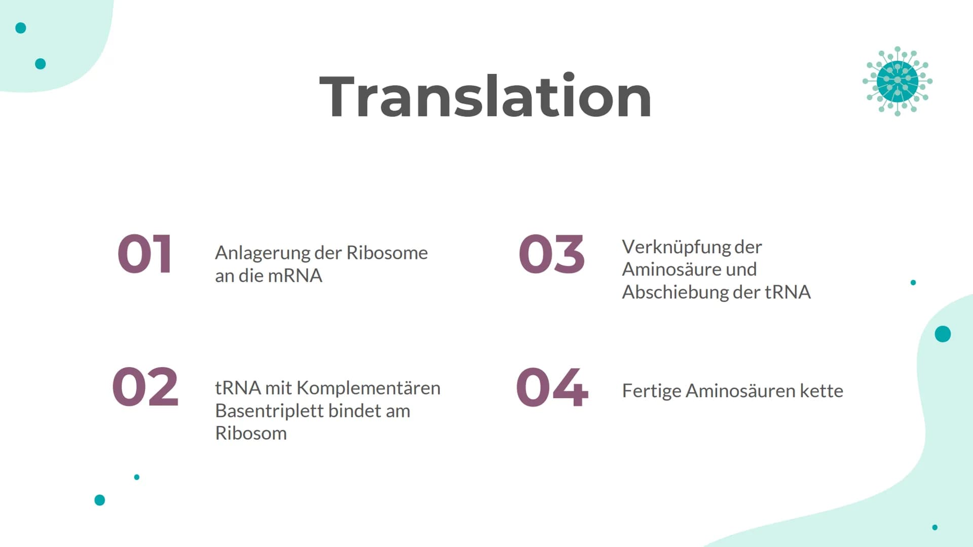 Schritte der
Translation
I
♥ Translation
01 Anlagerung der Ribosome
an die mRNA
02
tRNA mit Komplementären
Basentriplett bindet am
Ribosom
0