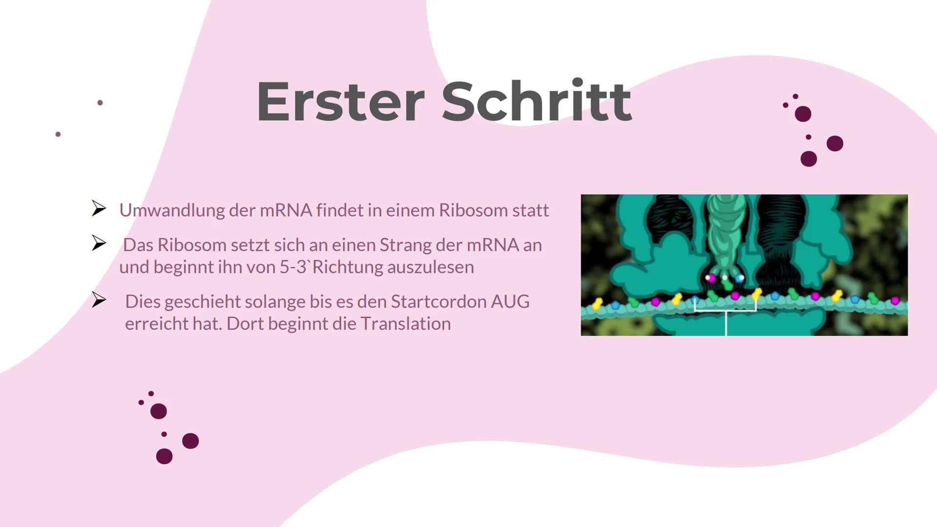 Schritte der
Translation
I
♥ Translation
01 Anlagerung der Ribosome
an die mRNA
02
tRNA mit Komplementären
Basentriplett bindet am
Ribosom
0