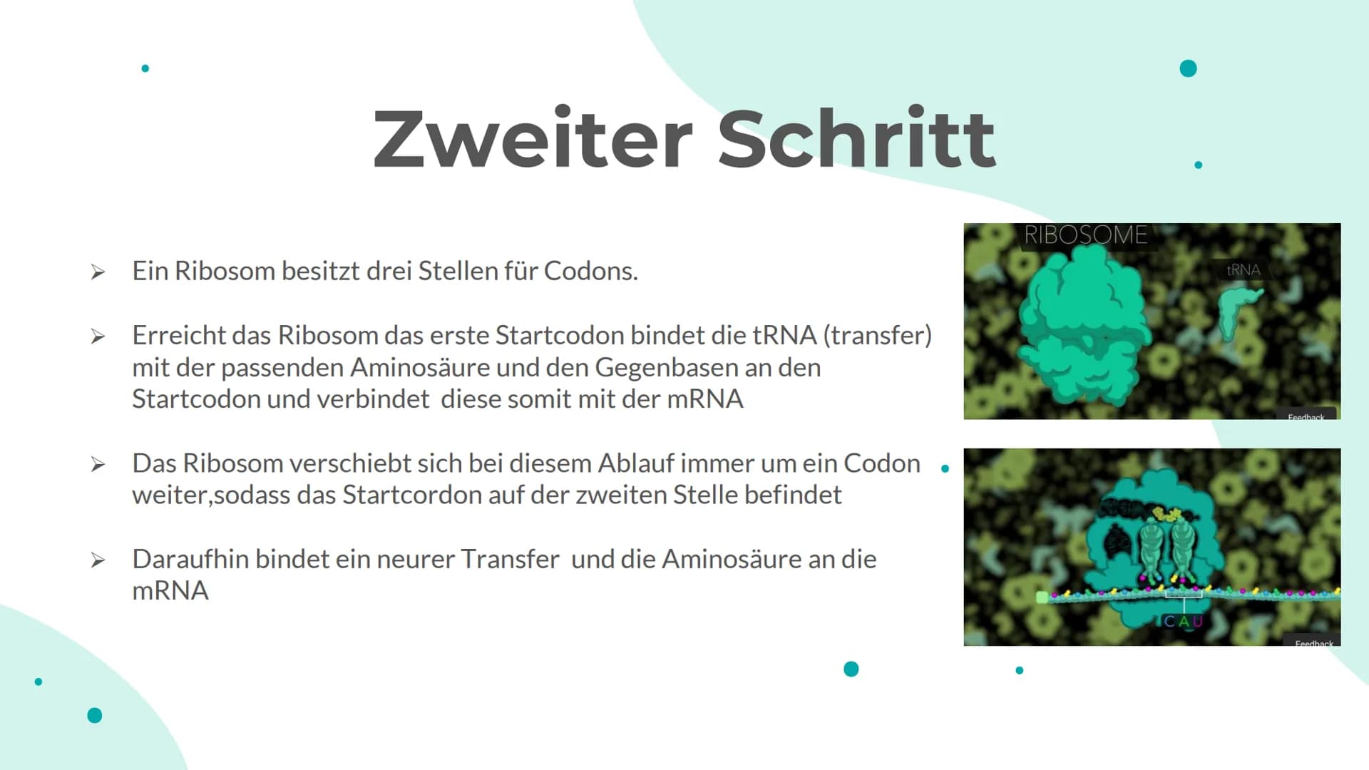 Schritte der
Translation
I
♥ Translation
01 Anlagerung der Ribosome
an die mRNA
02
tRNA mit Komplementären
Basentriplett bindet am
Ribosom
0