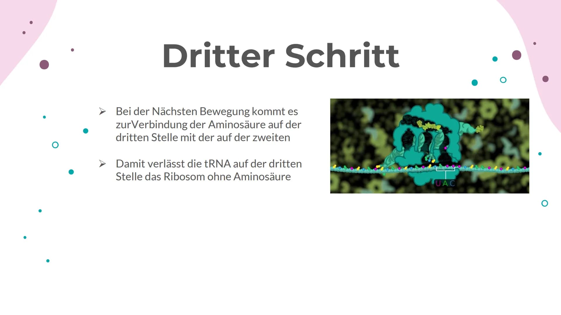 Schritte der
Translation
I
♥ Translation
01 Anlagerung der Ribosome
an die mRNA
02
tRNA mit Komplementären
Basentriplett bindet am
Ribosom
0