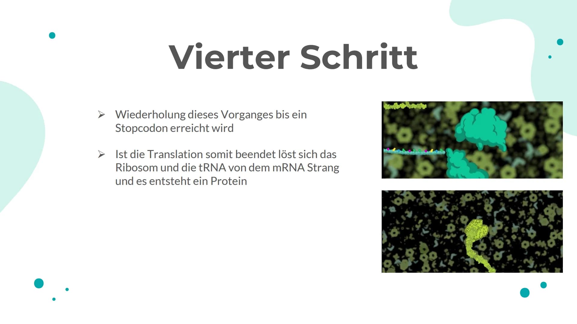 Schritte der
Translation
I
♥ Translation
01 Anlagerung der Ribosome
an die mRNA
02
tRNA mit Komplementären
Basentriplett bindet am
Ribosom
0