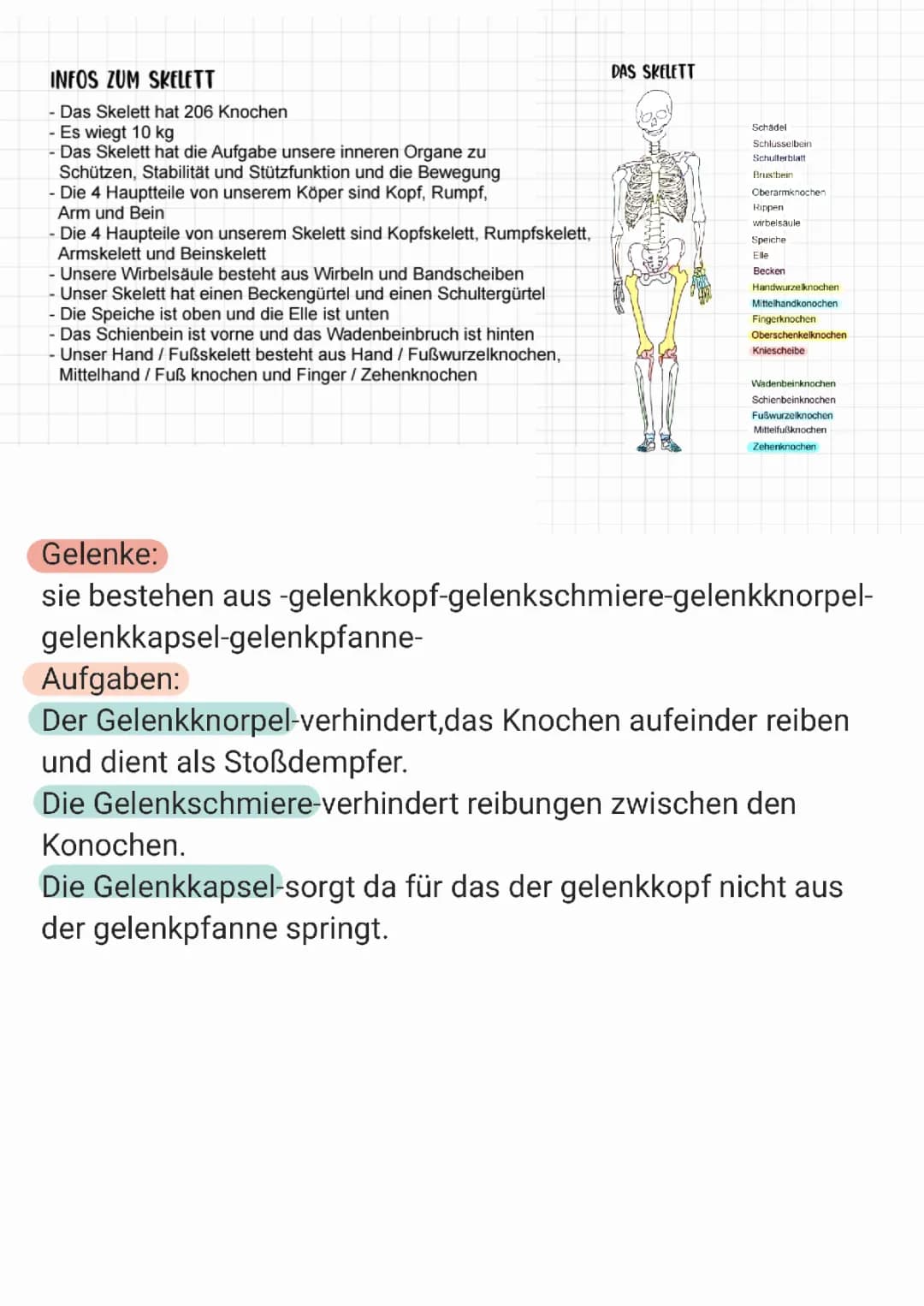 Gelenke und Skelett 