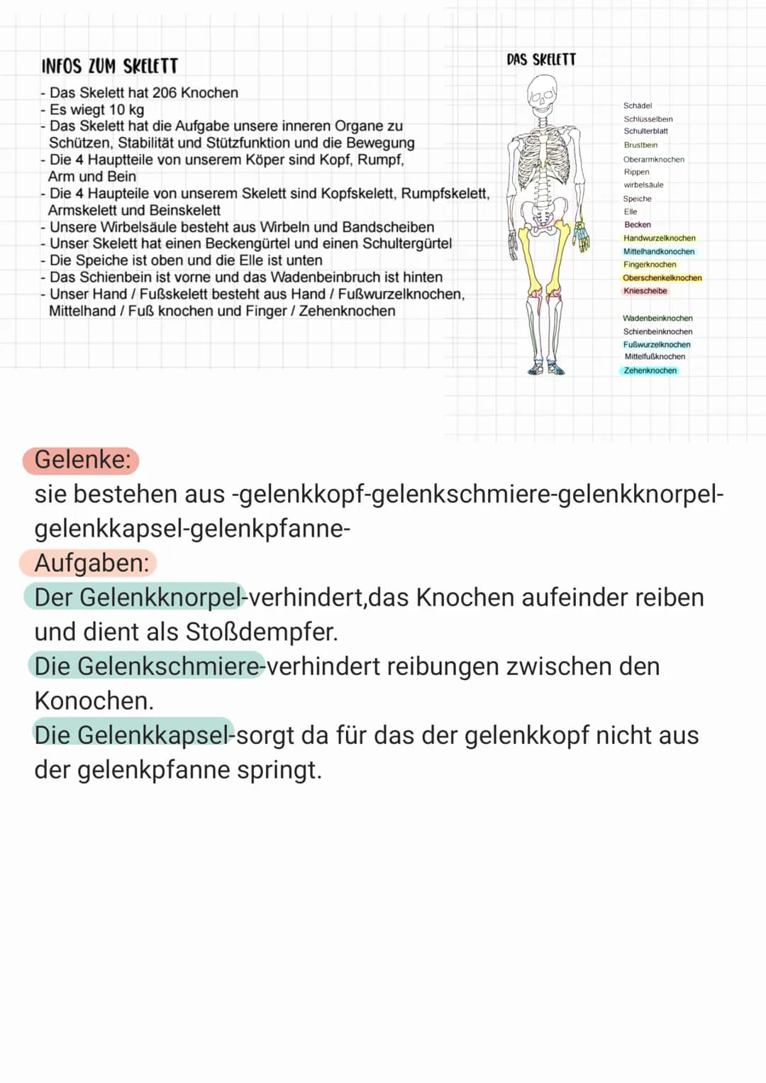 INFOS ZUM SKELETT
- Das Skelett hat 206 Knochen
- Es wiegt 10 kg
- Das Skelett hat die Aufgabe unsere inneren Organe zu
Schützen, Stabilität