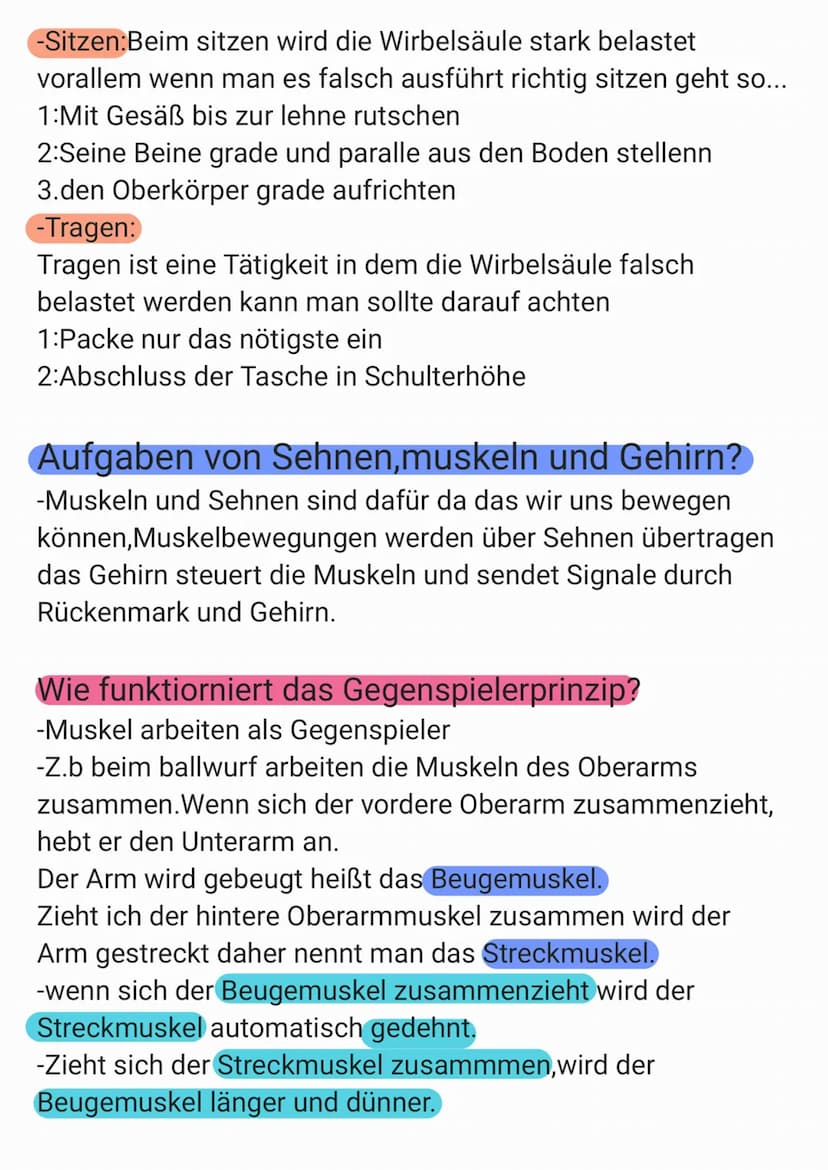 INFOS ZUM SKELETT
- Das Skelett hat 206 Knochen
- Es wiegt 10 kg
- Das Skelett hat die Aufgabe unsere inneren Organe zu
Schützen, Stabilität