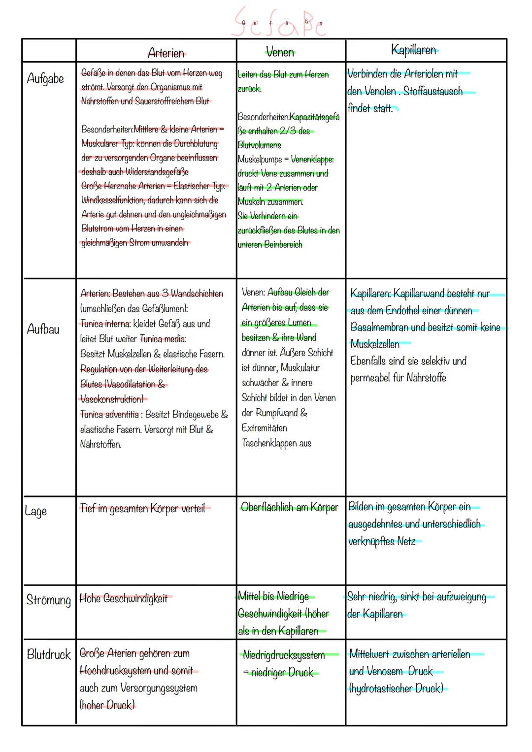 Tunica interna
Tunica media
Tunica adventitia
1. Bindegewebe
2. Membranaelastica interna
3.Glatte Muskelzellen
4. Membrana elastica Interna
