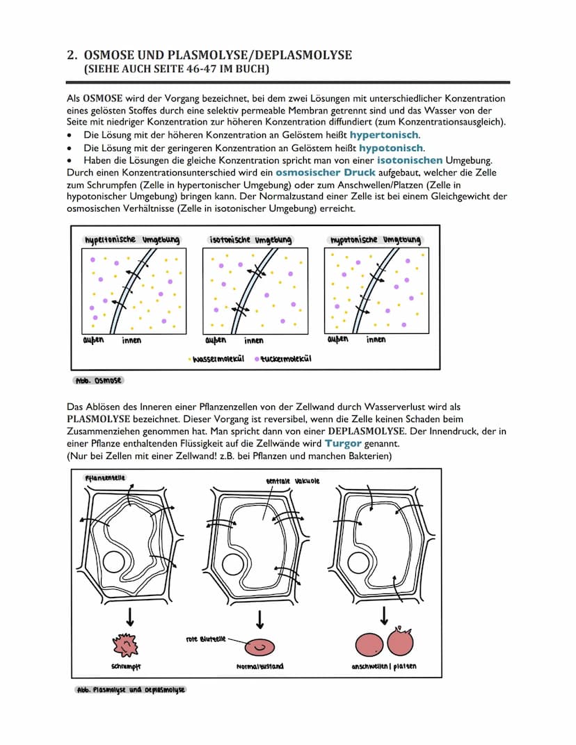 TRANSPORTVORGÄNGE IN
BIOMEMBRANEN ABITUR BIOLOGIE 2022
ÜBERSICHT
1. Rückblick: Biomembranen als Grundbausteine des Membrantransports
2. Osmo