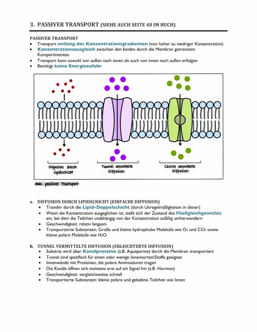 TRANSPORTVORGÄNGE IN
BIOMEMBRANEN ABITUR BIOLOGIE 2022
ÜBERSICHT
1. Rückblick: Biomembranen als Grundbausteine des Membrantransports
2. Osmo