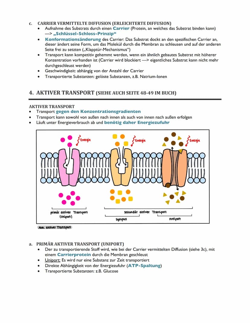 TRANSPORTVORGÄNGE IN
BIOMEMBRANEN ABITUR BIOLOGIE 2022
ÜBERSICHT
1. Rückblick: Biomembranen als Grundbausteine des Membrantransports
2. Osmo
