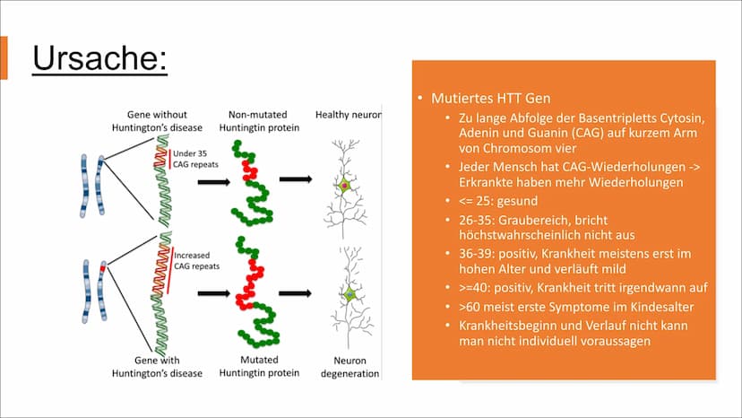 Chorea Huntington
Unheilbare erbliche
Erkrankung des Gehirns Gliederung
Video mit einer Betroffenen
Definition
Symptome
Ursache
Krankheitsve