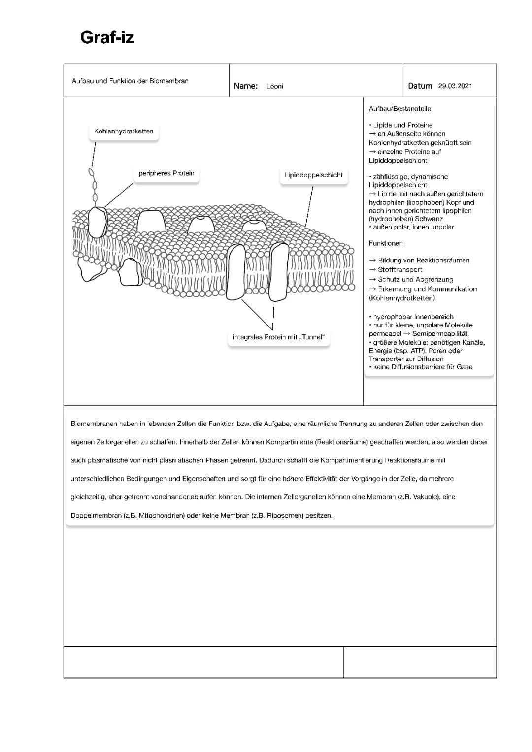 Biomembran und Lipiddoppelschicht: Aufbau, Funktion und coole Fakten für Kids