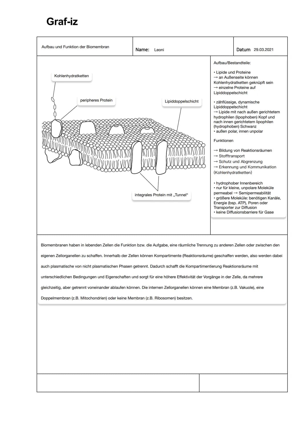 Graf-iz
Aufbau und Funktion der Biomembran
Kohlenhydratketten
peripheres Protein
Name: Leoni
Lipiddoppelschicht
integrales Protein mit „Tunn