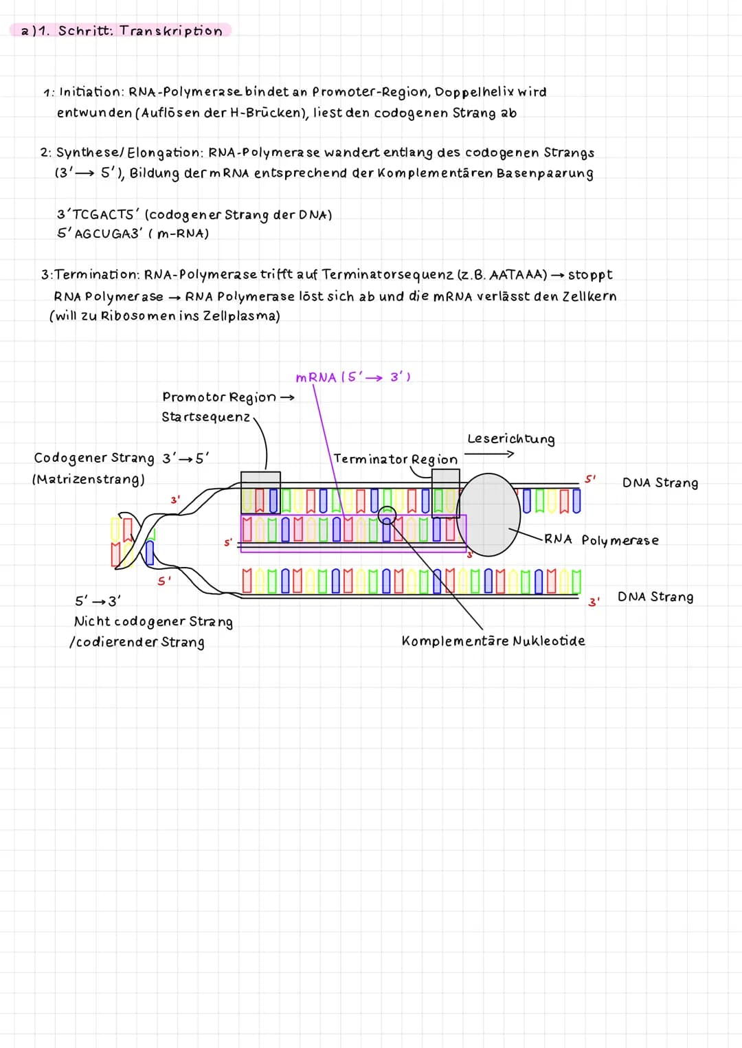 
<h2 id="1schritttranskription">1. Schritt: Transkription</h2>
<p>Bei der Transkription der Proteinbiosynthese erfolgen drei Schritte: Initi