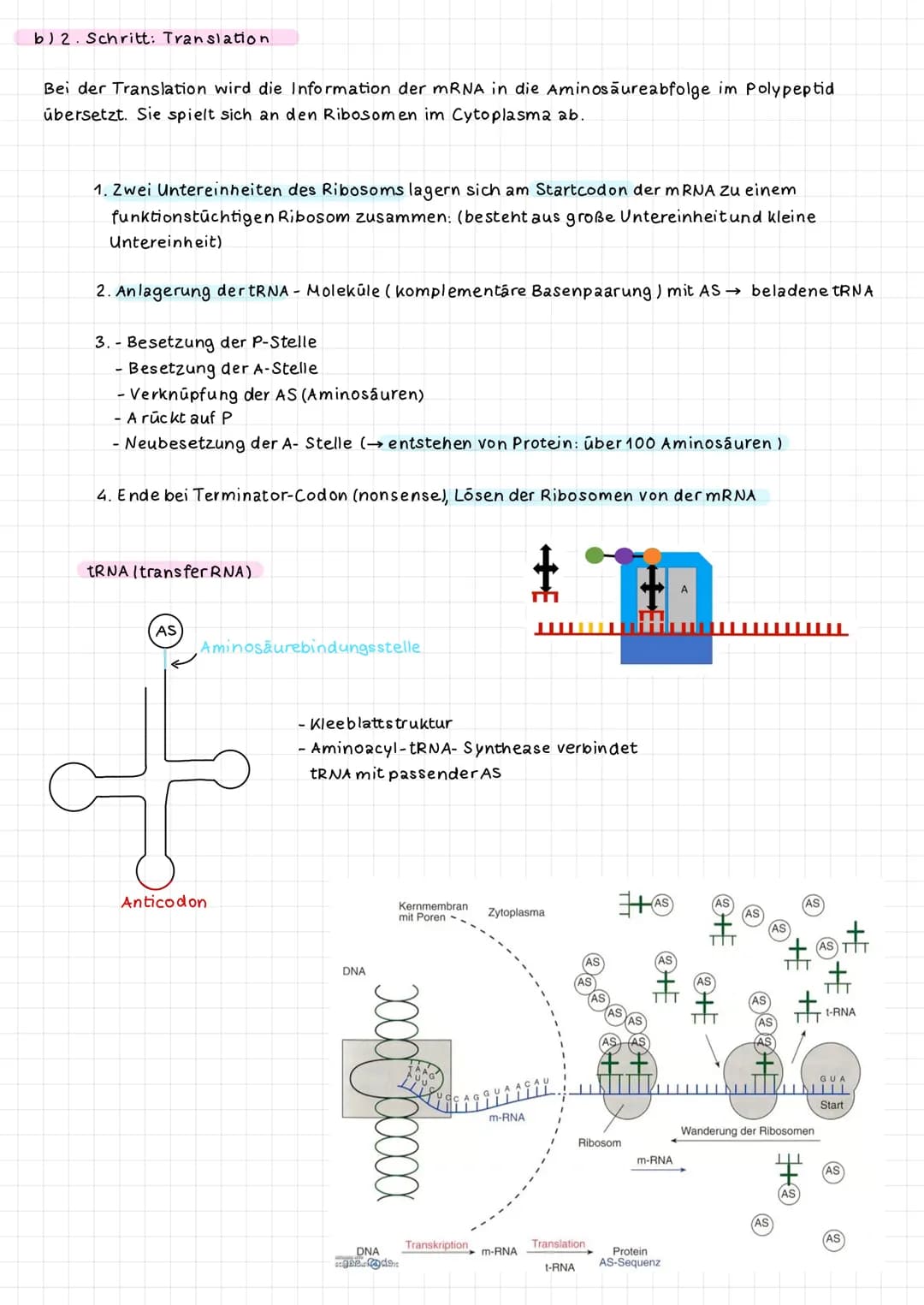 
<h2 id="1schritttranskription">1. Schritt: Transkription</h2>
<p>Bei der Transkription der Proteinbiosynthese erfolgen drei Schritte: Initi