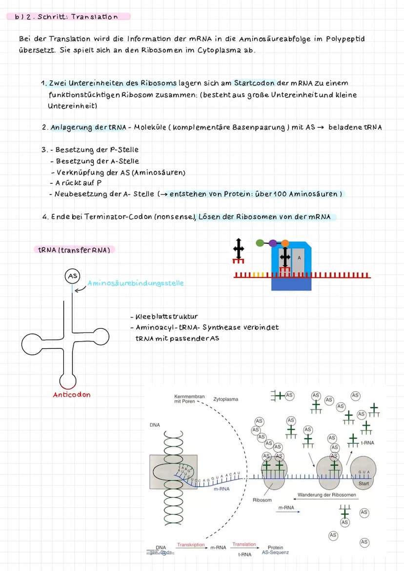 
<h2 id="1schritttranskription">1. Schritt: Transkription</h2>
<p>Bei der Transkription der Proteinbiosynthese erfolgen drei Schritte: Initi
