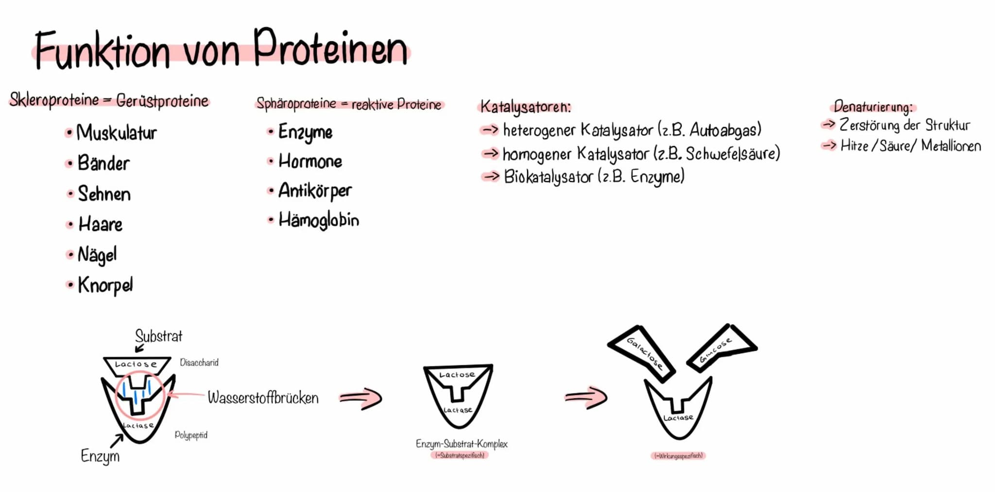 Funktion von Proteinen
Skleroproteine Gerüstproteine
• Muskulatur
• Bänder
• Sehnen
• Haare
Nägel
• Knorpel
=
Substrat
Lactose
Enzym
Lactase