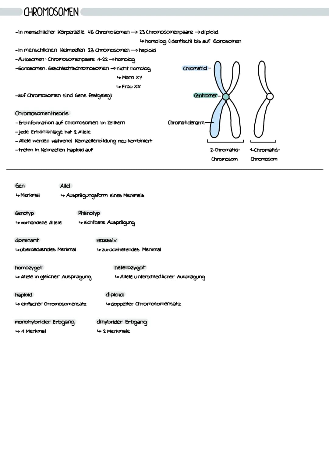 CHROMOSOMEN
-in menschlicher Körperzelle 46 Chromosomen > 23 Chromosomenpaare →>diploid
↳ homolog (identisch) bis auf Gonosomen
-in menschli