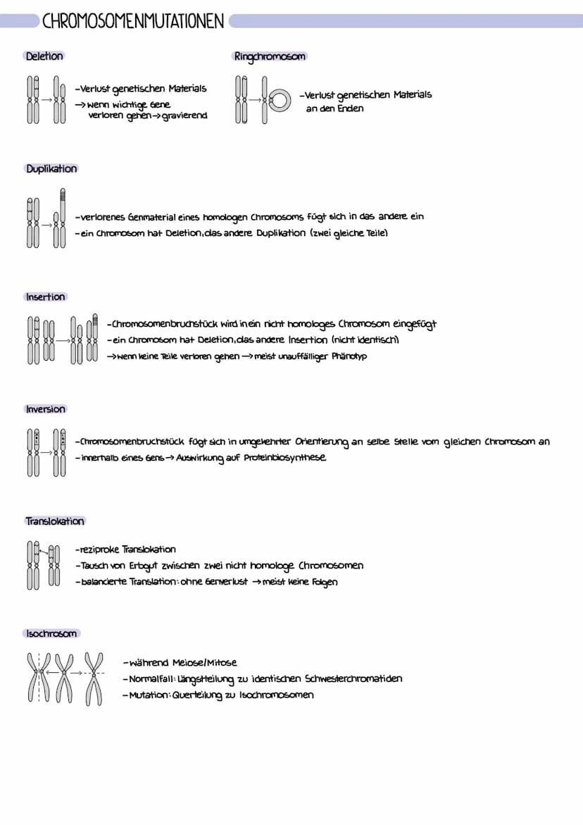 CHROMOSOMEN
-in menschlicher Körperzelle 46 Chromosomen > 23 Chromosomenpaare →>diploid
↳ homolog (identisch) bis auf Gonosomen
-in menschli