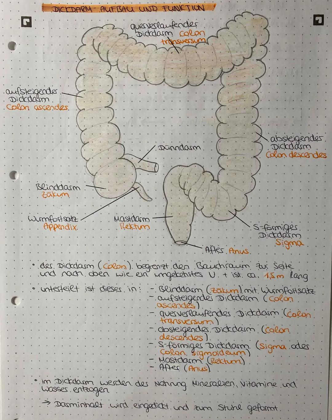 WEG DER NAHRUNG
Mundhöhle →→→ Speiseröhre Magen /pförtner 7
↳ Zwölffingerdarm Leerdasm→→→→ Krummdarm
-> Blinddasm aufsteigender Dickdasm
> -